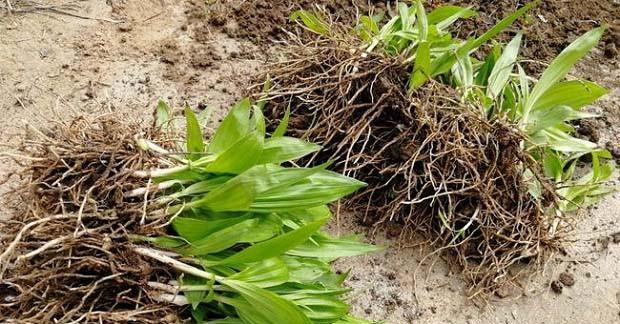 白芨生态环境研究（探究白芨生长的生态环境条件及特点）