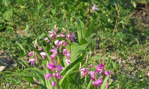 白芨的生长环境（探秘白芨生长的秘密——从土壤到气候）