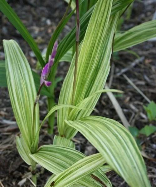 白芨的生长环境（探秘白芨生长的秘密——从土壤到气候）