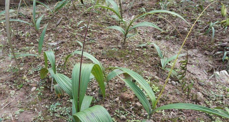 白芨施肥全攻略（如何让白芨健康生长）