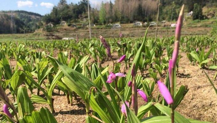 白芨肥料种类与选用（合理施肥）