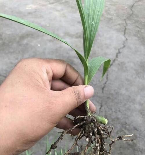 如何正确留取白芨种子（手把手教你白芨种子的采集和保养技巧）