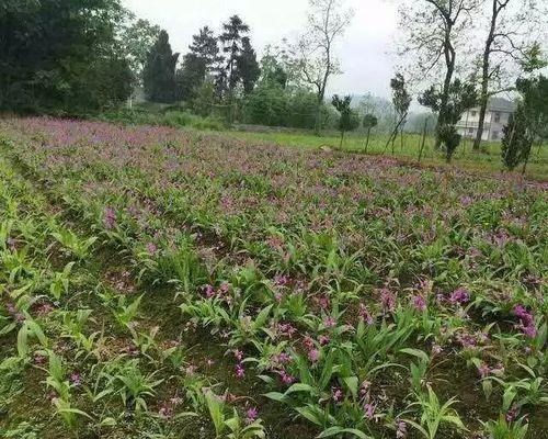 白芨种植时间与生长周期（掌握正确的种植时间）