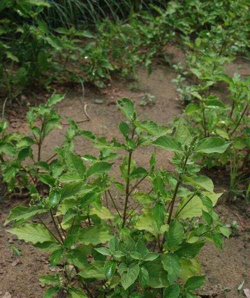 仙女杯白菊的种植与土壤配方（打造适合仙女杯生长的土壤）