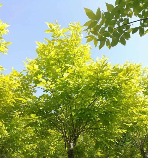 白蜡耐寒温度（探讨白蜡的抗冻能力及适用场景）