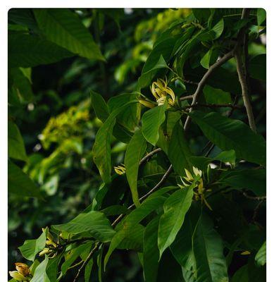 白兰花开花周期与养护技巧（掌握白兰花的生长规律）