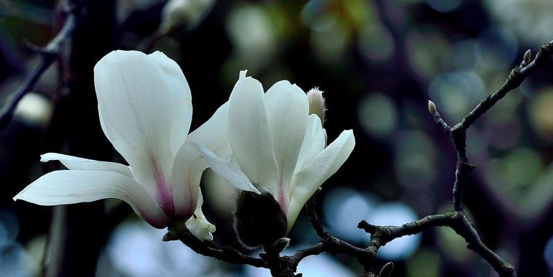 白兰花与白玉兰——两种不同的花却常常被混淆（深入了解白兰花和白玉兰）