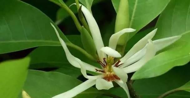 白兰花花谢后的养护方法（白兰花花谢后的处理）