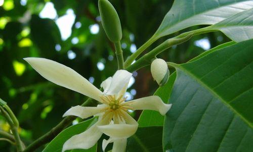 白兰花开花时间详解（了解白兰花开花期）