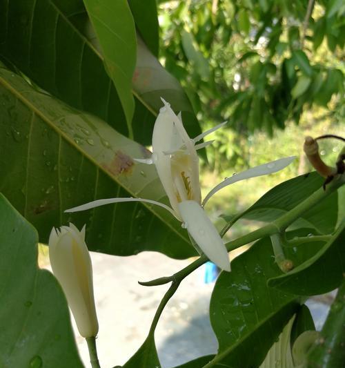 白兰花的耐寒性能（寒冬莫挂念）