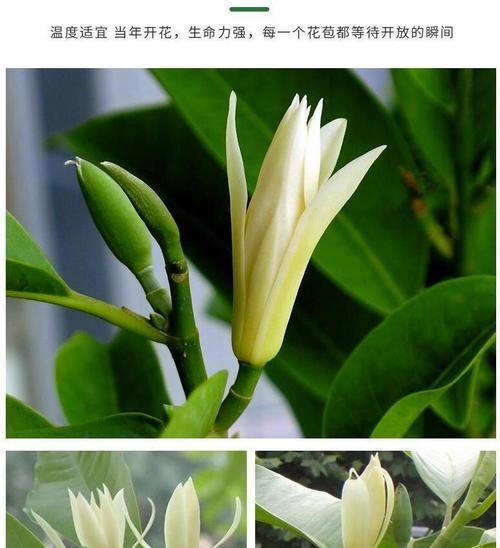 白兰花换盆（掌握关键时机）