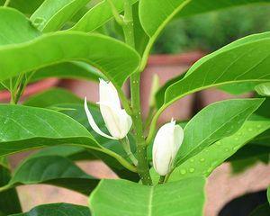 白兰花种植盆选择的重要性（大盆与小盆）