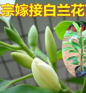 白兰花如何过冬（寒冬中的白兰花怎么办）