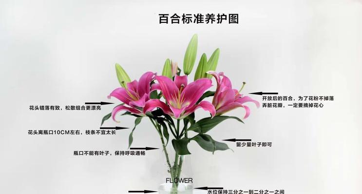 白兰花的上盆与养护技巧（小心谨慎）