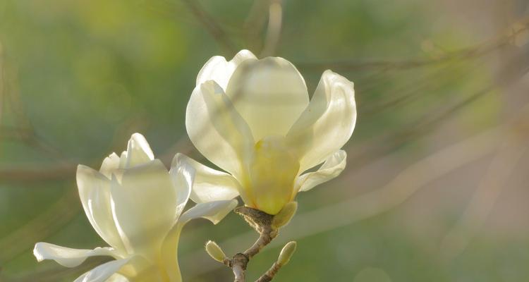 白兰花开花时间及特点（春季花香四溢的美丽白兰）