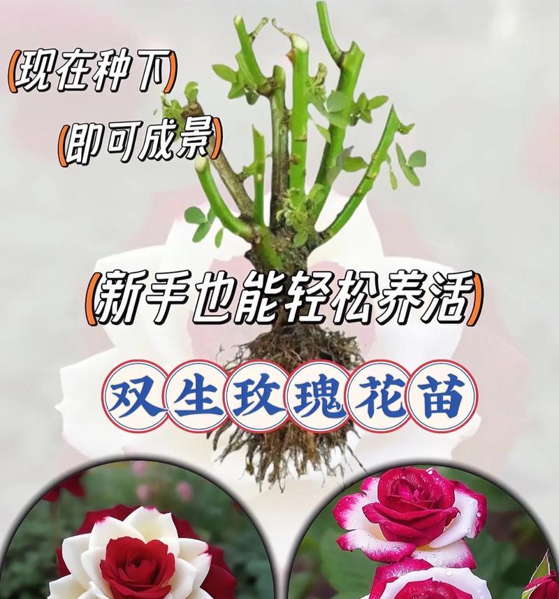 白玫瑰种子种植指南（白玫瑰种子如何栽培）