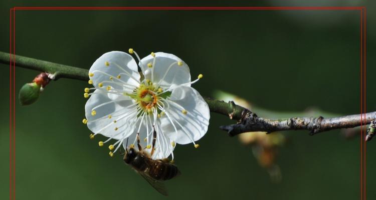 白梅花哪里产的最好（探究白梅花的产地及特点）