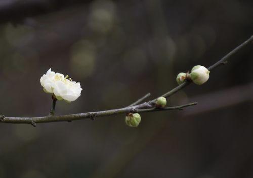 白梅花——一种充满雅致的植物（探究白梅花的品种）