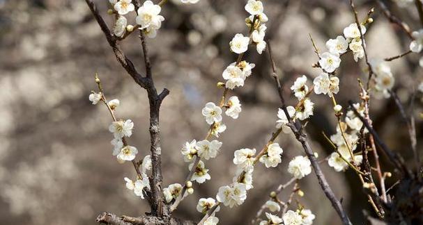 白梅花开的时节与特点（几月份是白梅开花期）