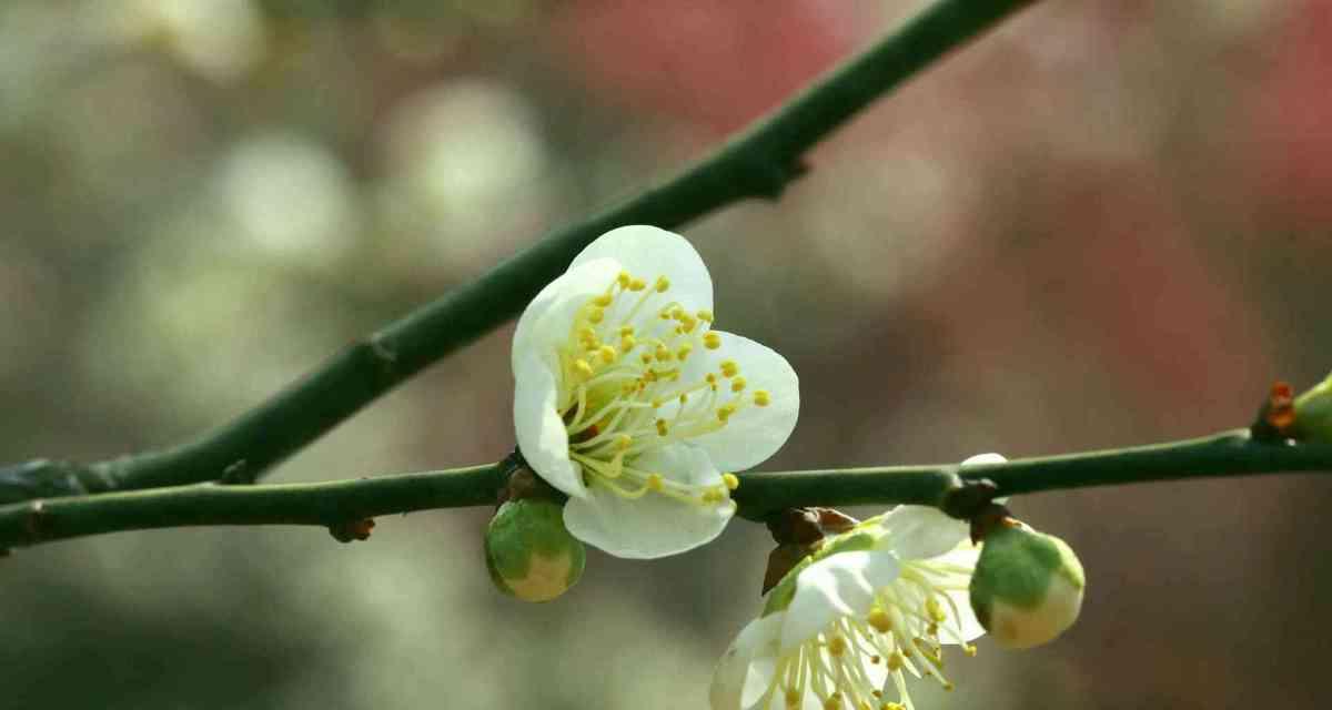 白梅花开的时节与特点（几月份是白梅开花期）