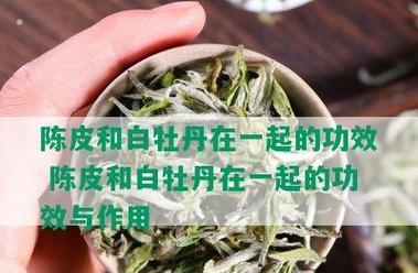 白牡丹茶的健康功效与作用（神奇草本茶的保健秘密揭晓）