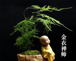 植物禅意（静谧生命的奥秘与启示）