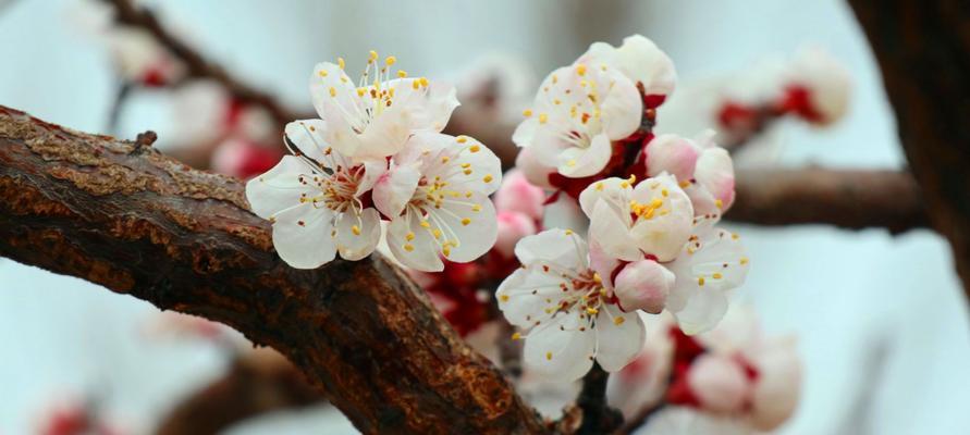 杏花花语与寓意——传递爱与希望的花朵（盛开在春天）