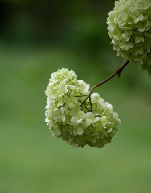 绣球花的花语与象征（探索绣球花的意义与寓意）