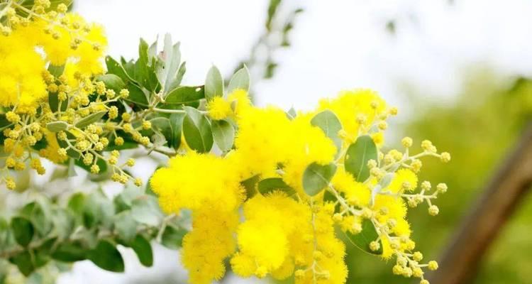 雪绒花的花语与传说（春天的象征与神秘传承）