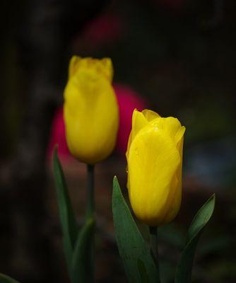 野生郁金香的花语（探寻郁金香的花语和寓意）