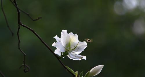 叶底花的含义与象征（揭开叶底花的神秘面纱）