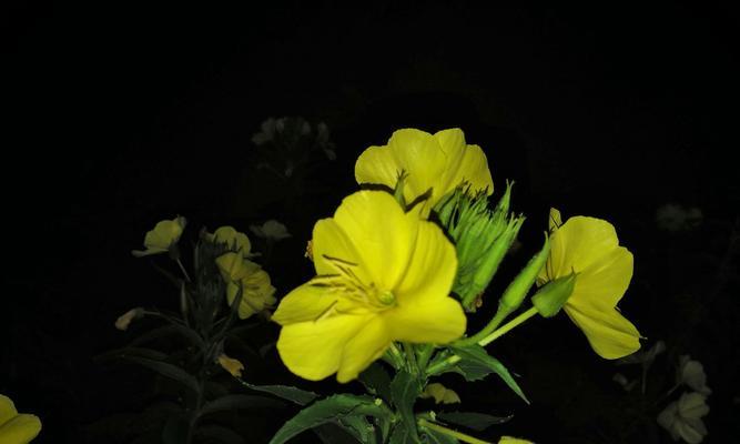 以夜来香的花语与传说（香气飘溢的夜晚之花——以夜来香）