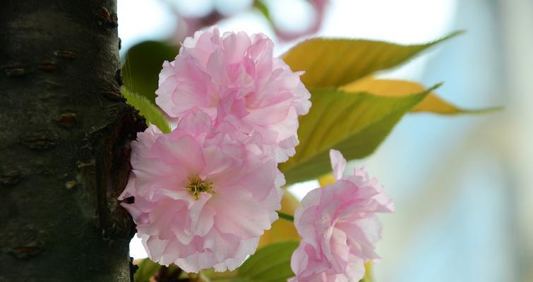 樱花之美（樱花——花开如梦）