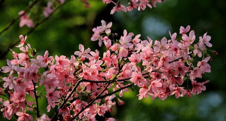 樱花与生肖（探索樱花与12生肖的对应关系）