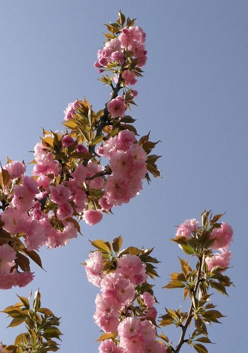 樱花的寓意与花语（探索樱花的象征意义和深刻寓意）