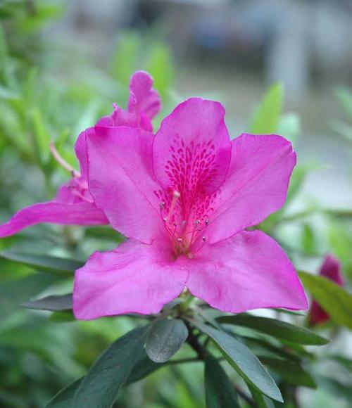 映山红花语与代表意义（一朵鲜花）