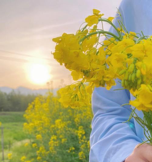 油菜花的花语与传说（揭秘油菜花的神秘背后）