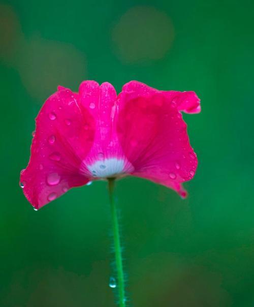 虞美人花语之美丽的诱惑（探寻虞美人花语中的神秘力量）