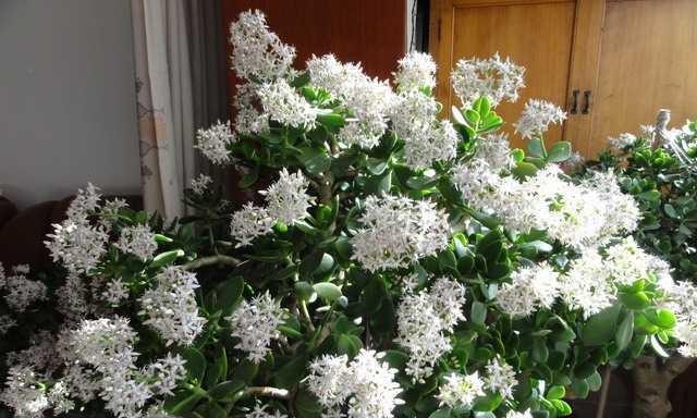 以玉树开花（预示着重生与希望的玉树之谜）