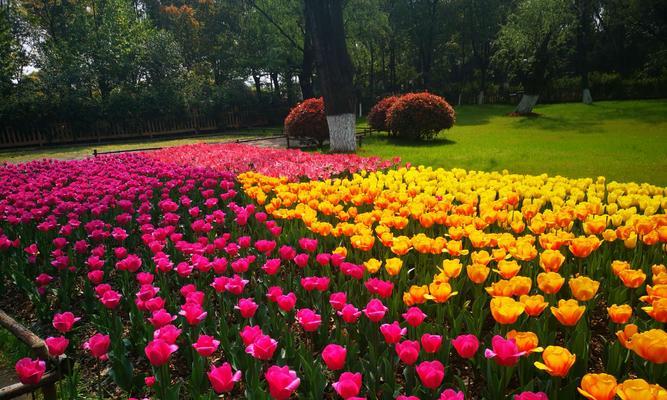 郁金香花语告诉您，以郁金香适合送给什么人（探寻郁金香的深意）