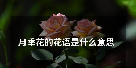 月季花语（探索月季花语的深层含义）