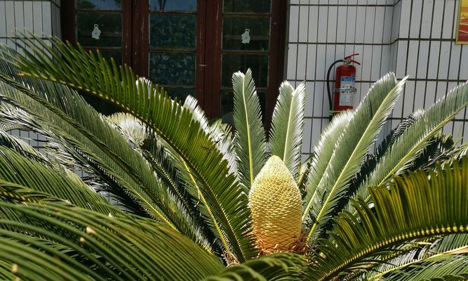 探秘铁树开花的奇妙之旅（铁树开花之谜解析及象征意义）