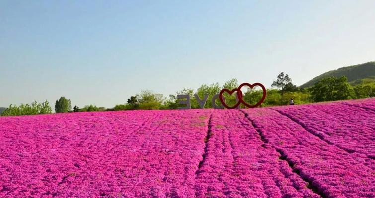 芝樱之恋（解读芝樱的浪漫花语）