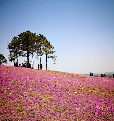 芝樱之恋（解读芝樱的浪漫花语）