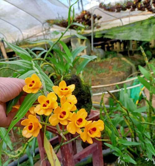 以肿节石斛的花语与含义（探秘以肿节石斛的神奇象征）