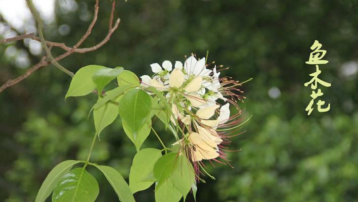 珠海市花（魅力珠海的象征与美丽）