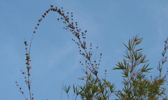 竹子开花之谜（竹子开花的意义）