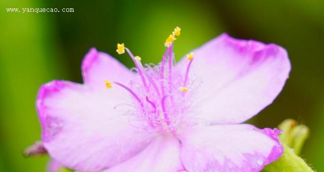 紫露草（花语玫瑰）