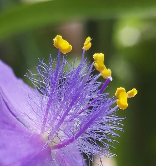 紫露草（花语玫瑰）