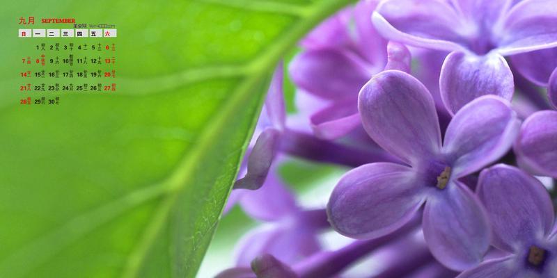 紫色丁香花的花语（探索紫色丁香花的花语之谜）